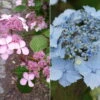 Japanische Berg-Hortensien 'Blue Deckle' & 'Blue Bird', 2er-Set, Topf 4 Liter -Gartenprodukte 0415500167 Hydrangea serrata Blue Deckle Blue Bird 104396