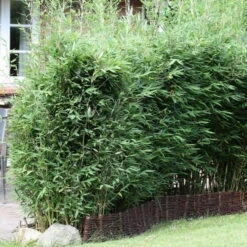 Gartenprodukte 31 25er-Set Bambus-Hecken-Set Fargesia Spathacea "Blue Lizard"®, Höhe 80-100 Cm, Im 10 Liter Topf