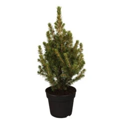 Zuckerhutfichte, Picea Glauca 'Conica', 3er Set, Topf 13 Cm Ø -Gartenprodukte 0430300202 0430103726 0430104461 Picea glauca Conica 57097