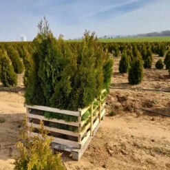 Gartenprodukte -Gartenprodukte 0430380127 Thuja occ Smaragd 20er Set 2 89266