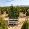 20er-Set Smaragd-Lebensbaum, Thuja Occidentalis 'Smaragd', Höhe 80 - 100 Cm, Mit Ballen -Gartenprodukte 0430380127 Thuja occ Smaragd 20er Set 3 89265