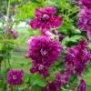Italienische Waldrebe 'Purpurea Plena Elegans', 2er-Set, Purpurviolett -Gartenprodukte 0440201135 Koelle Clematis vit Plena Elegans 2er purpurot gefuellt 114066