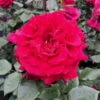 Duftende Edelrose 'Bellevue'®, Purpurrot, Topf 6 Liter -Gartenprodukte 0460100686 KB Bellevue Premium Edelrose Co6lt purpurrot 40364