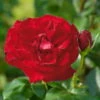 Edelrose 'Marlene®', Rot, Topf 6 Liter -Gartenprodukte 0460100759 Marlene Premium Edelrose Co6lt 1 118839