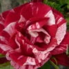 Französische Rose 'Henri Matisse'®, Topf 6 Liter -Gartenprodukte 0460250037 Henri Matisse Premium Co 6l rot geflammt mCopyright 51291