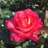 Duftende Strauchrose 'Noacks Classico'®, Pink, Topf 6 Liter -Gartenprodukte 0460500432 KB Strauchrose Noacks Classico pink Co 6 ltr 42321