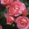 Kletterrose 'Rosanna®', Lachsrosa, Topf 6 Liter -Gartenprodukte 0460600348 Koelles Beste Rosanna Premium Kletterrose 6 lachsrosa RGB 6907