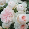 Kletterrose 'Sabrina®', Creme-weiss, Mitte Aprikot, Topf 6 Liter -Gartenprodukte 0460600372 Kletterrose Sabrina RGB 6270