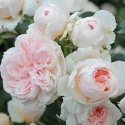 Kletterrose 'Sabrina®', Creme-weiss, Mitte Aprikot, Topf 6 Liter