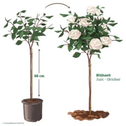 Stammrose 'Die Rose Ihrer Majestät'® (Beainesza), Stammhöhe 60cm Im 7,5 Lt Topf -Gartenprodukte 046080 Rosenstamm weiss 122136