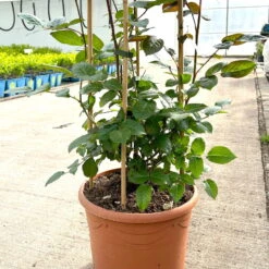 Beetrose 'Westpoint'®, Blutorange, Doppelbogen, Topf 10 Liter -Gartenprodukte 0460850981 rose westpoint doppelbogen 3 124044