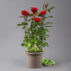 Beetrose 'Westpoint'®, Blutorange, Doppelbogen, Topf 10 Liter -Gartenprodukte 0460850981 rose westpoint premium doppelbogen 3 t 125106