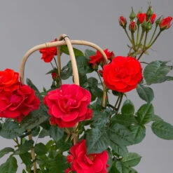 Beetrose 'Westpoint'®, Blutorange, Doppelbogen, Topf 10 Liter -Gartenprodukte 0460850981 rose westpoint premium doppelbogen 3 125107