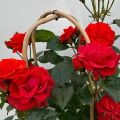 Beetrose 'Westpoint'®, Blutorange, Doppelbogen, Topf 10 Liter -Gartenprodukte 0460850981 rose westpoint premium doppelbogen 5 124618