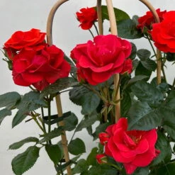 Beetrose 'Westpoint'®, Blutorange, Doppelbogen, Topf 10 Liter -Gartenprodukte 0460850981 rose westpoint premium doppelbogen 6 124620