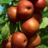 Kölle Bio Apfel 'Roter Boskoop' Unterlage M 26, Höhe 125/150, Topf 10 Liter -Gartenprodukte 0480100569 Roter Boskoop Apfel Busch 86614