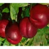 Kölle Bio Nektarine 'Crimson Gold', (St. Julien), Topf 10 Liter -Gartenprodukte 0480400214 K B Crimsonsgold Premium Nektarine beschnitten 1 86616