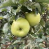 Kölle Bio Säulenapfel 'Greencatsⓢ', Unterlage MM 111, Topf 10 Liter -Gartenprodukte 0480650009 KB Greencats Saeulenapfel 115633