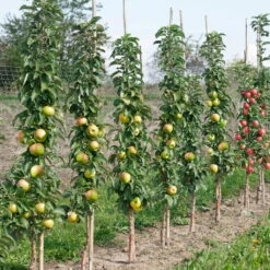 Kölle Bio Säulenapfel 'Greencatsⓢ', Unterlage MM 111, Topf 10 Liter -Gartenprodukte 0480650009 K.B. Greencats Saeulenapfel Co 10 lt. 86623