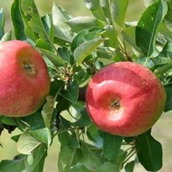 Kölle Bio Säulenapfel 'Rondo'Ⓢ, Unterlage MM 111, Topf 10 Liter -Gartenprodukte 0480650014 KB Rondo Saeulenapfel 100 125 Co 12l 01 02 49717