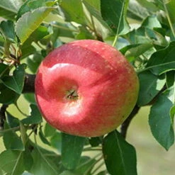 Kölle Bio Säulenapfel 'Rondo'Ⓢ, Unterlage MM 111, Topf 10 Liter -Gartenprodukte 0480650014 KB Rondo Saeulenapfel 100 125 Co 12l 01 03 49718