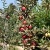 Kölle Bio Säulenapfel 'Redcats'Ⓢ, Unterlage MM 111, Topf 10 Liter -Gartenprodukte 0480650043 KB Redcats Saeulenapfel Co 10l 49531