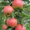Kölle Bio Säulenapfel 'Jucunda'Ⓢ, Unterlage MM 111, Topf 10 Liter -Gartenprodukte 0480650098 K.B. Jucunda Saeulenapfel 10lt 53318