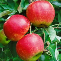 Kölle Bio Säulenapfel 'Jucunda'Ⓢ, Unterlage MM 111, Topf 10 Liter -Gartenprodukte 0480650098 Jucunda Saeulenapfel Co 10l 49533