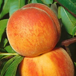 Kölle Bio Zwergpfirsich 'Amber'® Pix ZeeⓈ, Topf 7,5 Liter 12 Kölle Bio Zwergpfirsich 'Amber'® Pix ZeeⓈ, Topf 7,5 Liter -Gartenprodukte 0480670029 KB Zwergpfirsich Amber Co 7 5l 49535