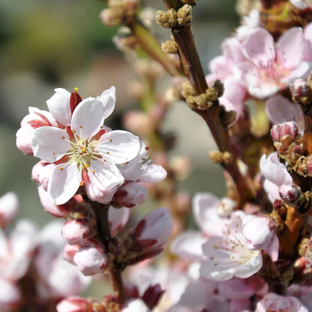 Kölle Bio Zwergpfirsich 'Amber'® Pix ZeeⓈ, Topf 7,5 Liter 6 Kölle Bio Zwergpfirsich 'Amber'® Pix ZeeⓈ, Topf 7,5 Liter – Bild 4