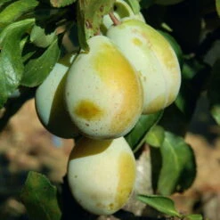 Kölle Bio Zwergreneklode 'Goldust'®, Topf 7,5 Liter -Gartenprodukte 0480670032 KB Zwergreneklode Golddust 115637