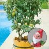 Kölle Bio Zwergbirne 'Garden Pearl® Pyvert', Topf 7,5 Liter -Gartenprodukte 0480670047 Zwergbirne Garden Pearl Sta 40 Co 7lt 1 62175
