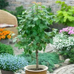 Kölle Bio Zwergbirne 'Garden Surprise'®, Topf 7,5 Liter -Gartenprodukte 0480670052 Zwergbirne Garden Surprise Sta 40 Co. 7 lt 1 86628