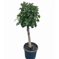 Kölle Bio Zwergsauerkirsche 'Cinderella®', Topf 7,5 Liter -Gartenprodukte 0480670076 KB Zwergsauerkirsche Cinderella 6 115657