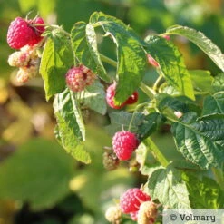 Zwerg-Himbeere Summer Lovers® 'Patio Red', 5 L Topf -Gartenprodukte 0480900167 Summer Lovers Patio Red Sommerhimbeere 1 neu 91947