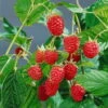 Herbsthimbeeren 'Heritage', 4er-Set, Topf Je 2 Liter -Gartenprodukte 0480900198 Herbsthimbeere Heritage 4er Set1 76442