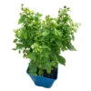 Zwerghimbeere Lowberry® Baby Dwarf®, 5 L Topf -Gartenprodukte 0480900236 Baby Dwarf Zwerghimbeere 105181