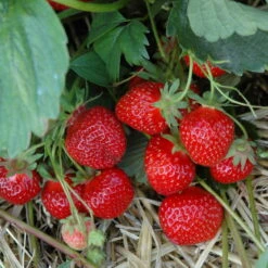 Gartenprodukte -Gartenprodukte 0480910329 Hummi Gento 12erTray T7 WEB 24528