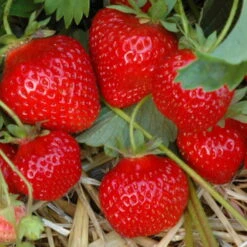 Gartenprodukte 42 6er-Set Erdbeere Hummi® 'Gento', Je Im 9 Cm Topf