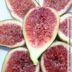 Feige 'Gustis® Perretta', Topf 5 Liter -Gartenprodukte 0480940138 Ficus carica Perretta Feige Busch 2 105177