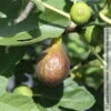 Feige 'Bornholm', Busch, Topf 5 Liter 1 Feige 'Bornholm', Busch, Topf 5 Liter -Gartenprodukte 0480940140 Ficus Bornholm Bornholms Diamant Feige Busch 105180