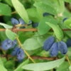 4er-Set Sibirische Blaubeere MyBerry® 'Sweet' (Lonicera Kamtschatica), Höhe 25-30 Cm, Im 3 Liter Topf 2 4er-Set Sibirische Blaubeere MyBerry® 'Sweet' (Lonicera Kamtschatica), Höhe 25-30 Cm, Im 3 Liter Topf -Gartenprodukte 0480950633 Lonicera kamt MyBerry Sweet 4erSet sib Blaubeere 025 030 Co 3lt 1 62592