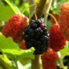 Maulbeere, Morus 'Mojo Berry'®, 3er-Set, Höhe 40-60 Cm, Topf 4,6 Liter 1 Maulbeere, Morus 'Mojo Berry'®, 3er-Set, Höhe 40-60 Cm, Topf 4,6 Liter -Gartenprodukte 0480950692 Morus rot Mojo Berry 3er Set 99630