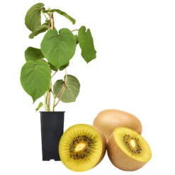Gelbfruchtige Kiwi 'Golden Kiwi', 2er-Set, Topf 15 Cm Ø 11 Gelbfruchtige Kiwi 'Golden Kiwi', 2er-Set, Topf 15 Cm Ø -Gartenprodukte 0480960140 Golden Kiwi Set inkl Befruchtersorte neu 88604