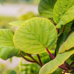 Grünfruchtige Kiwi 'Hayward', 2er-Set, Topf 15 Cm Ø -Gartenprodukte 0480960141 0480960142 Hayward 87665