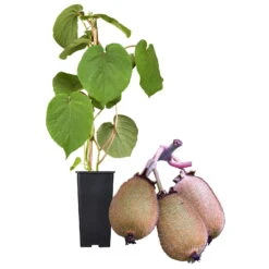 Grünfruchtige Kiwi 'Hayward', 2er-Set, Topf 15 Cm Ø -Gartenprodukte 0480960141 Kiwi Hayward Set inkl Befruchtersorte neu 88605