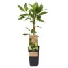 Weibliche Minikiwi 'Geneva', 2er-Set, Topf 15 Cm Ø -Gartenprodukte 0480960152 Actinidia arguta Geneva 2er Set Kiwi weibl 030040 15er Topf WEB 98300