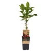 Weibliche Minikiwi 'Ken's Red', 2er-Set, Topf 15 Cm Ø -Gartenprodukte 0480960154 Actinidia arguta Kens Red 2er Set Kiwi weiblich 030040 15er Topf WEB 98301