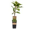 Männliche Kiwi 'Atlas', Topf-Ø 15 Cm, 2er-Set -Gartenprodukte 0480960156 Actinidia chin Atlas 2er Set Kiwi maennl 030040 15er Topf WEB 98304