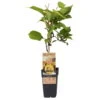 Gelbfruchtige Kiwi 'Golden Kiwi', 2er-Set, Topf 15 Cm Ø -Gartenprodukte 0480960157 Actinidia Golden Kiwi 2er Set 030040 15er Topf gelbes Fruchtf WEB 98305